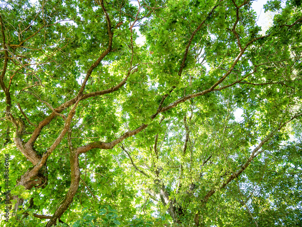 Green forest on blue sky background on a sunny day Green forest on blue sky background on a sunny day