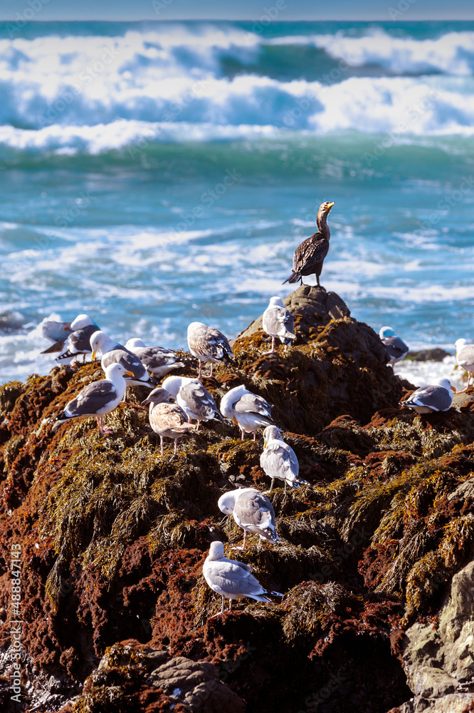 Gulls And A Friend