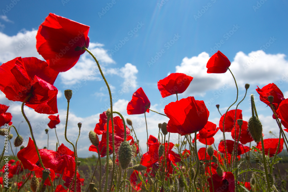 Obraz premium the poppies field