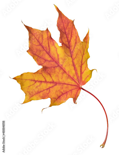 orange leaf of maple isolated on white