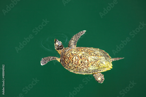 Green sea turtle swimming in Turtles Hole on Ouvea Island, Loyalty Islands, New Caledonia photo