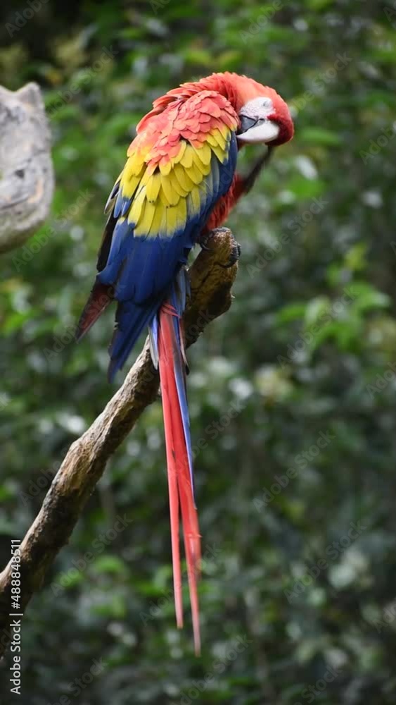 macaw - macao macaw with beautiful red, blue and yellow feathers on a tree scratching its head macaw - macao macaw with beautiful red, blue and yellow feathers on a tree scratching its head
