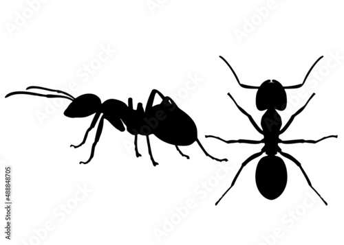 Ants insects in a set. Vector image. © Наталья Выгузова