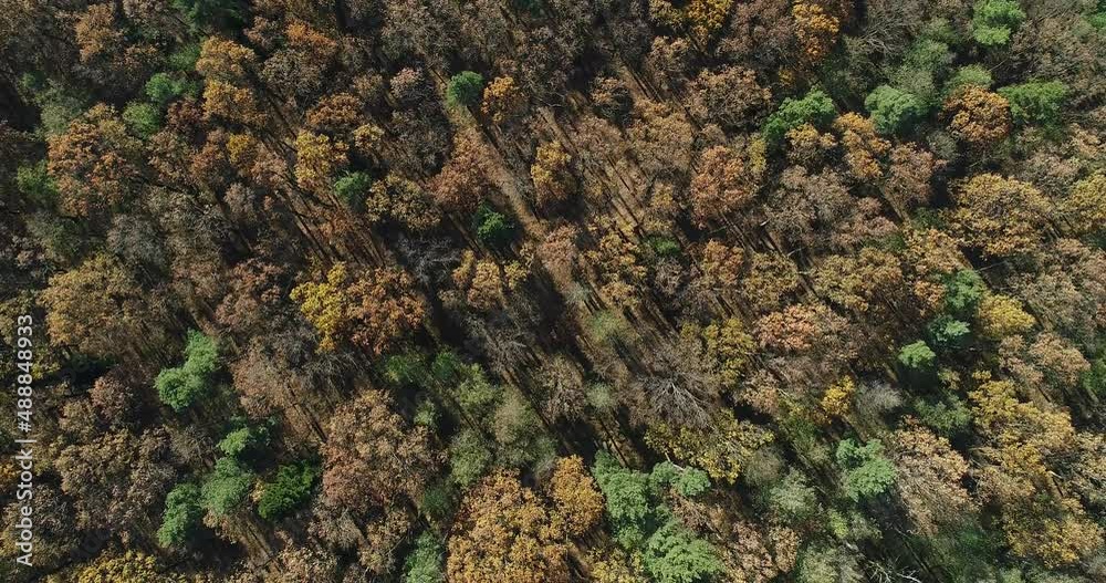 Flight over the treetops in the topdown shot. The forest consists deciduous and coniferous trees. Autumn footage recorded from the air with a drone Flight over the treetops in the topdown shot. The forest consists deciduous and coniferous trees. Autumn footage recorded from the air with a drone
