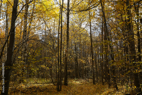autumn landscape, leaf fall in the forest on a sunny day, blurred © IvSky