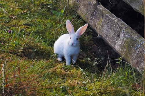 White red-eye rabbit bunny in grass