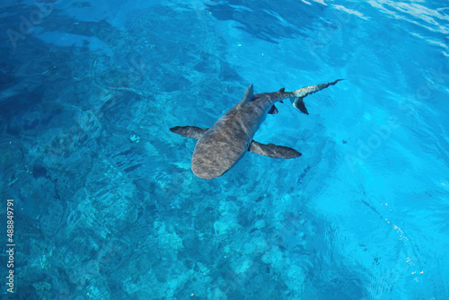 Photography Grey shark swimming in clear water near Gece Island, Ouvea lagoon, Loyalty Islands, New Caledonia