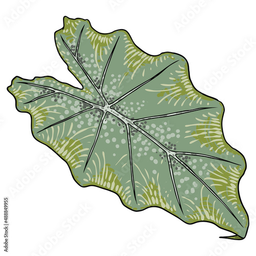 Green leaf of Elephant Ear or Giant Taro, Alocasia odora species, tropical rainforest foliage garden plant lush. Floral nature green exotic leaves. Vector.