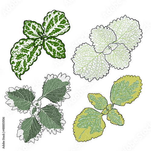 Coleus or Painted Nettles leaves set. Solenostemon plant herbs, Plectranthus Spurflower collection. Vector.