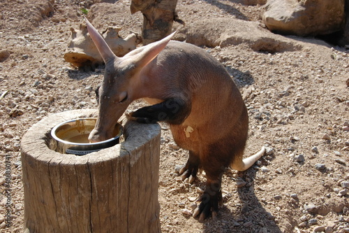 Eating aardvark (Orycteropus afer) at the Zoo.