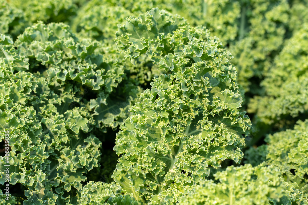 Close up of green curly green kale leaves growing in vegetable garden.