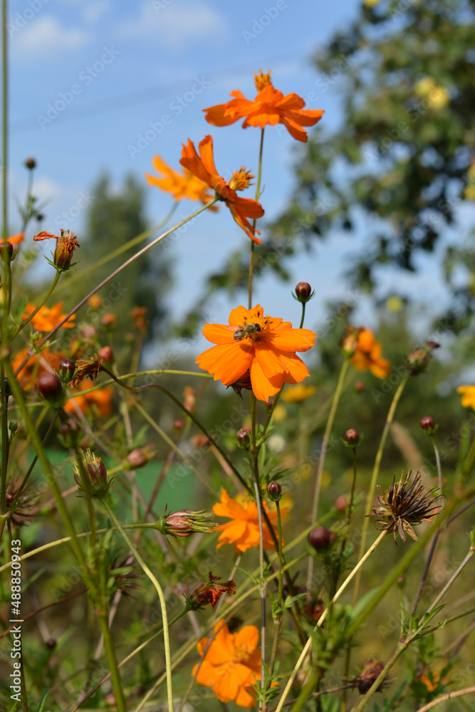 A flower bed of orange cosmos (Cosmos sulphureus) in an apple orchard. The bee is sitting on a flower. Sunny summer day, vertical photo.