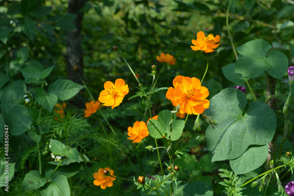 Obraz premium Sunlit orange cosmos flowers (Cosmos sulphureus), black nightshade (Solanum nigrum) with green berries, and morning glory against backdrop of green trees in the garden.