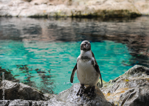 Galapagos Penguin Loro Park Tenerife Spain