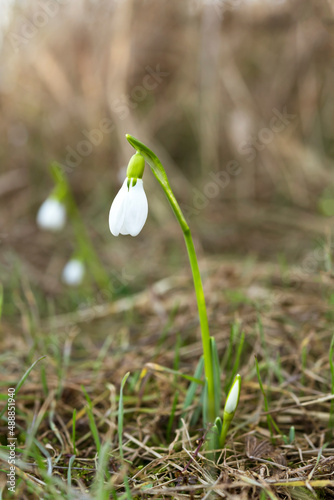 First snowdrops make their way in the spring forest