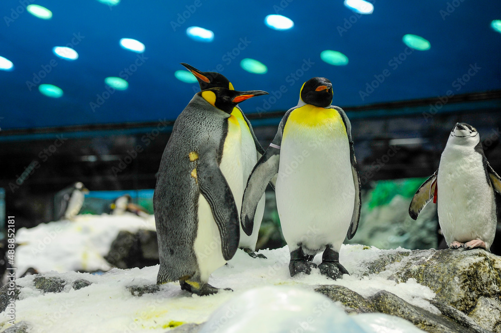 Fototapeta premium Galapagos Penguin Loro Park Tenerife Spain