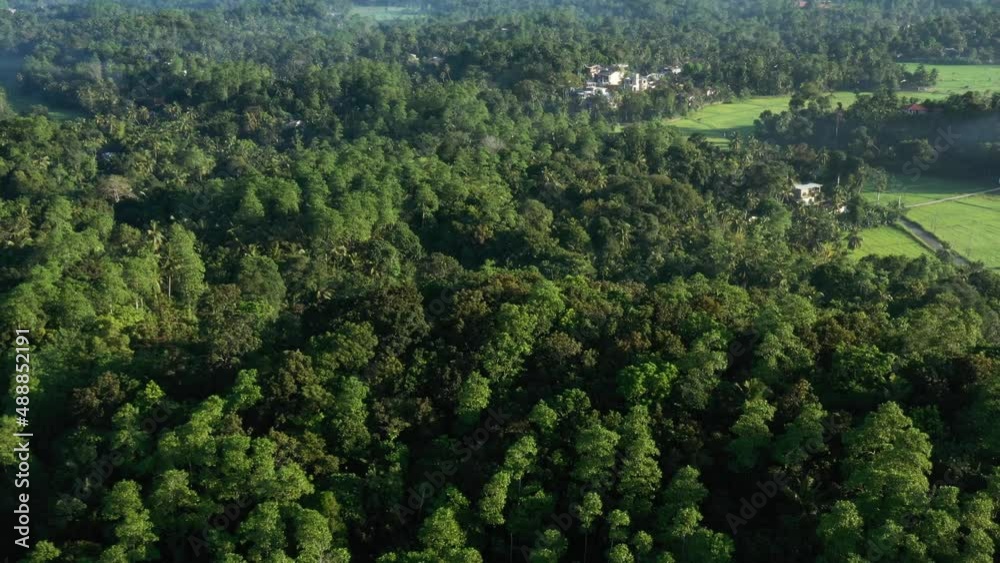 Aerial view of green jungle landscape early in the morning in Sri Lanka