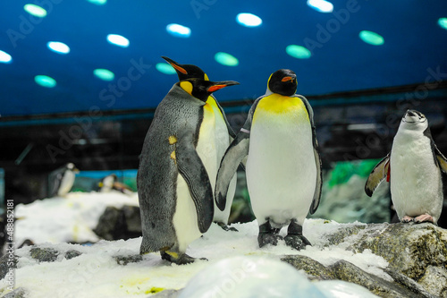 Galapagos Penguin Loro Park Tenerife Spain