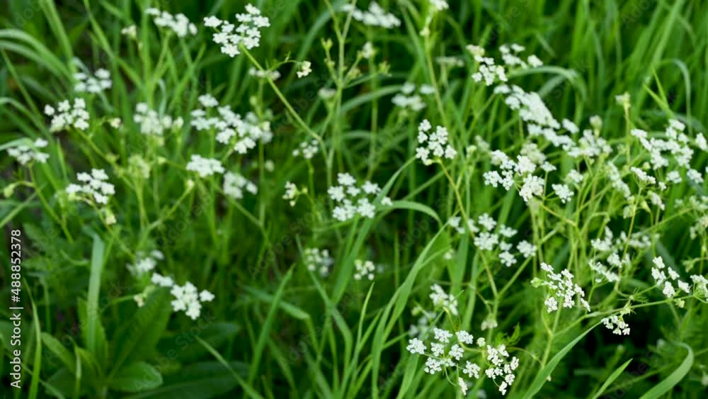 Aethusa cynapium (fools parsley, fools cicely, or poison parsley) is an annual or biennial herb in plant family Apiaceae, genus Aethusa, native to Europe, western Asia, and northwest Africa. High Aethusa cynapium (fools parsley, fools cicely, or poison parsley) is an annual or biennial herb in plant family Apiaceae, genus Aethusa, native to Europe, western Asia, and northwest Africa. High