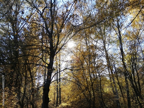 the sun in the autumn forest