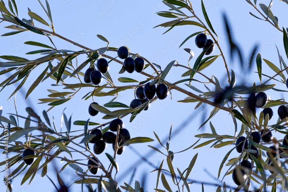 Olives on the olive tree in february in madrid Olives on the olive tree in february in madrid