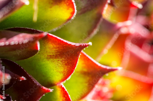 Close up / macro view of the fleshy yet hairy, leaves of Sempervivum tectorum in a garden in the North Pennines, County Durham, UK.