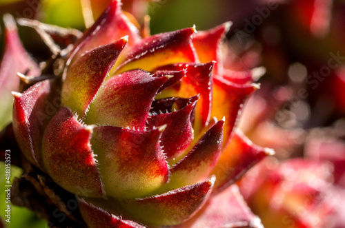 Close up / macro view of the fleshy yet hairy, leaves of Sempervivum tectorum in a garden in the North Pennines, County Durham, UK.
