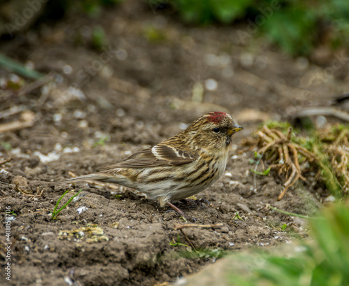 Female Lesser Redpoll (Acanthis cabaret) on the ground in a garden in spring in Weardale, the North Pennines, County Durham, UK.
