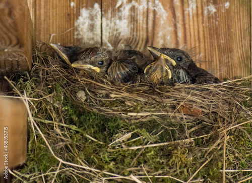 Blackbird (Turdus merula) chicks in a mossy nest in a stable in England, UK in June.