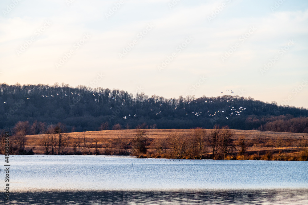 Snow geese on lake during sunset.