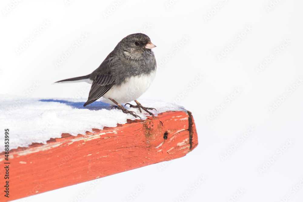 Fototapeta premium dark-eyed junco (Junco hyemalis) in winter