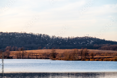 Snow geese on lake during sunset.