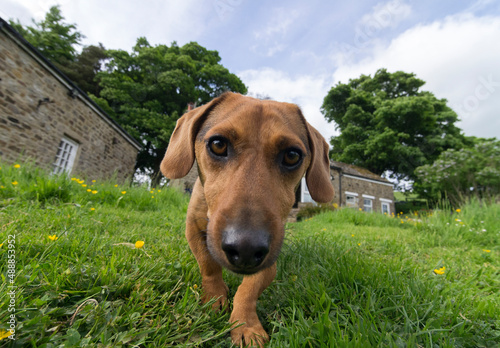 A small dachshund type dog dog prowls in the garden and sticks his nose towards the camera. England, UK.