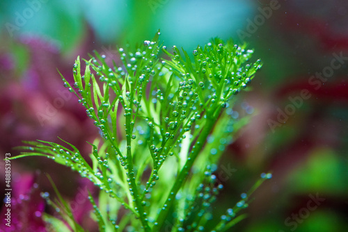 Water Sprite (Ceratopteris thalictroides)