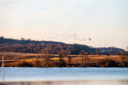 Snow geese on lake during sunset.