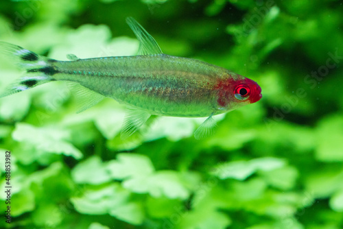 The rummy-nose tetra  Hemigrammus rhodostomus 