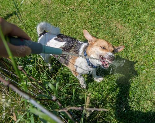 A small wet dog - a Jack Russell / Corgi cross (a Cojack) bares his teeth as he drinks from a hose pipe held by his owner