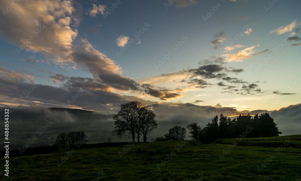 A group of trees viewed across a field in the North Pennines in Autumn, sunlit clouds behind them