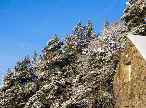 A converted stone barn against a backdrop of snow covered conifers - in the North Pennines, Weardale, County Durham.