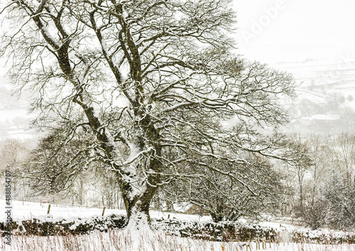 A bare sycamore tree (Acer pseudoplatanus) in a snowstorm in the North Pennines, Weardale, County Durham