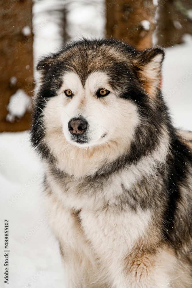 Selective focus on sad looking gray and white Alaskan Malamute dog