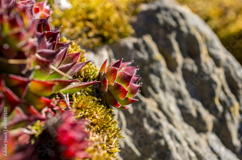 Houseleeks / Sempervivum tectorum growing in cracks in a a stone wall in a garden in the North Pennines, County Durham, UK.