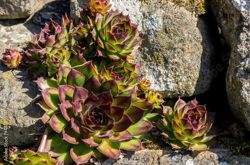 Houseleeks / Sempervivum tectorum growing in cracks in a a stone wall in a garden in the North Pennines, County Durham, UK.