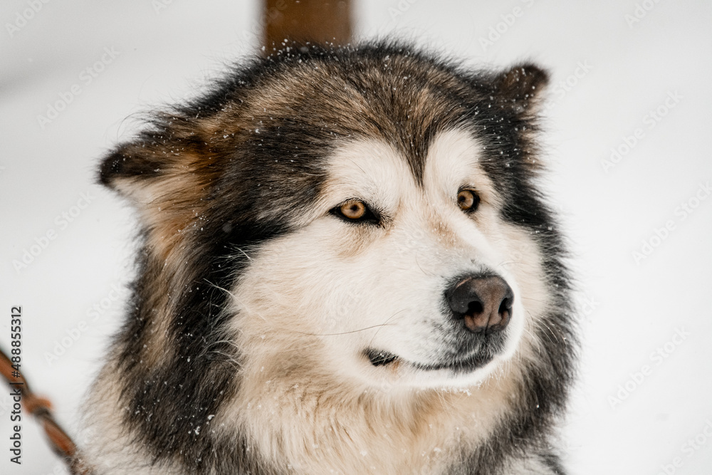 Obraz premium Close up of fluffy siberian husky with lowered ears