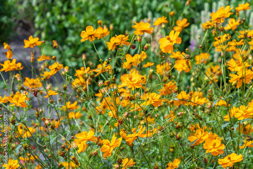 Sulfur cosmos (Cosmos sulphureus) - Florida, USA