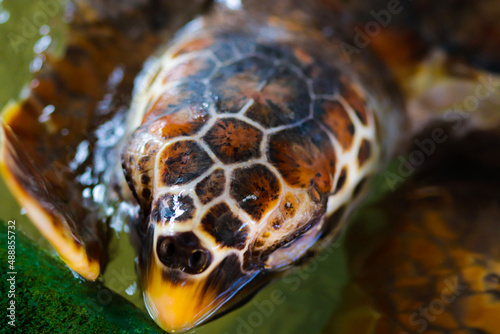 turtle on the rock