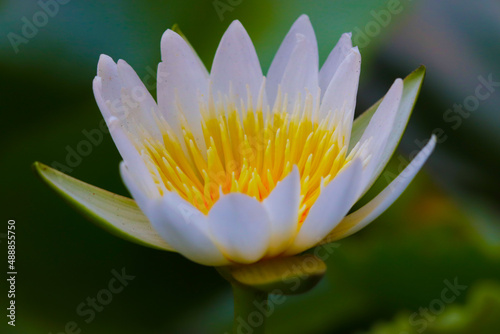 lotus flower in a pond