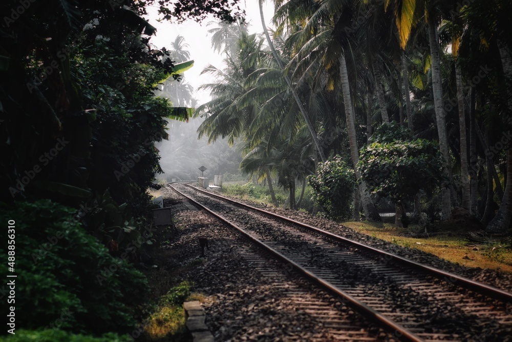 Fototapeta premium railway in the woods