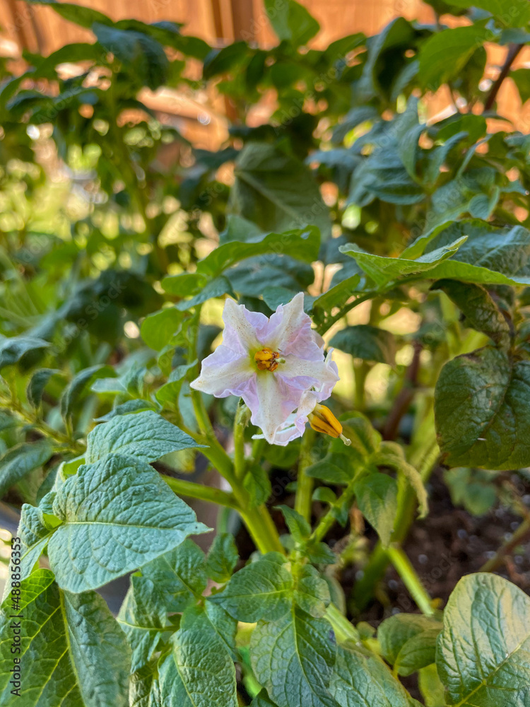 Obraz premium purple potato flower surrounded by greenery