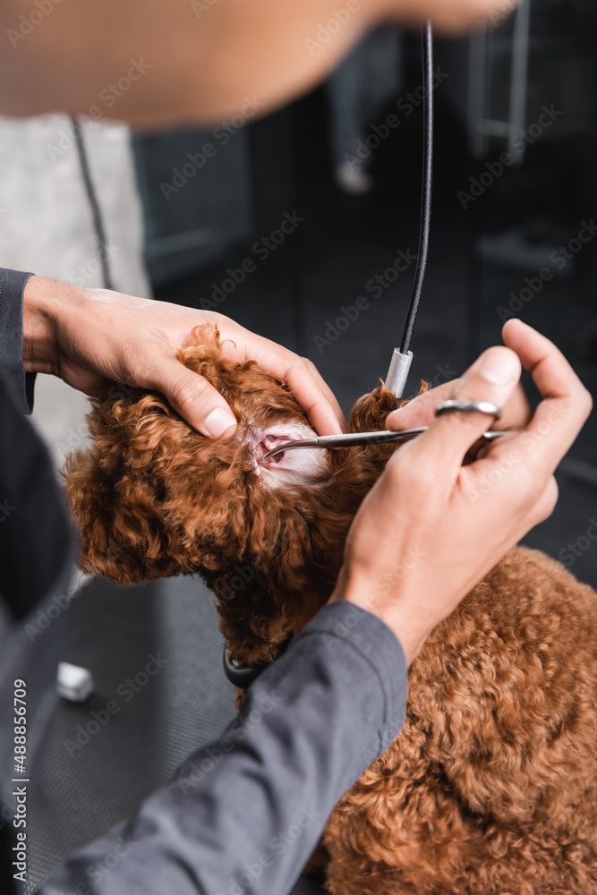 cropped view of african american man trimming ear of poodle in pet barbershop.